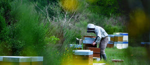 🐝 Au cœur de notre miellerie en hiver : ce qui se passe vraiment dans les ruchers