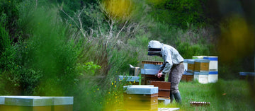 🐝 Au cœur de notre miellerie en hiver : ce qui se passe vraiment dans les ruchers