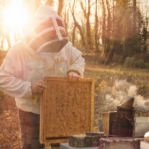 Antoine Hédouin, apiculteur récoltant des Deux Gourmands, travaillant sur ses ruches pour un miel de terroir 100% français.